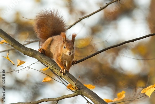 Ein rotes Eichhörnchen sitzt im Herbst auf einem Ast, Sciurus vulgaris