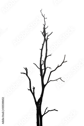silhouette dead tree isolated on white background