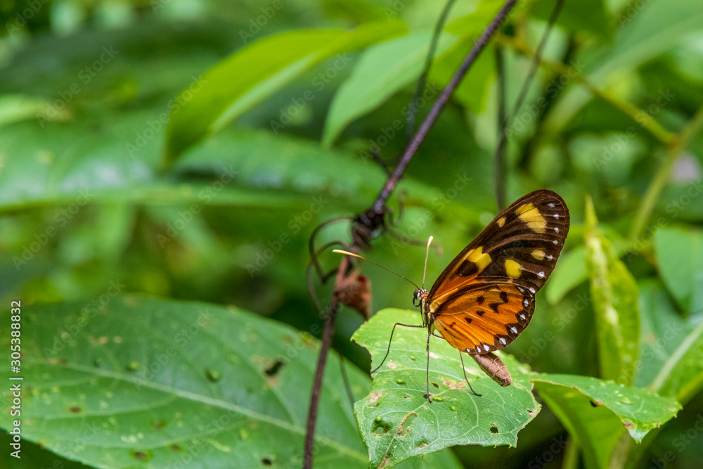 Butterfly in forest at Amboro national park, Bolivia. Butterfly in forest at Amboro national park, Bolivia.