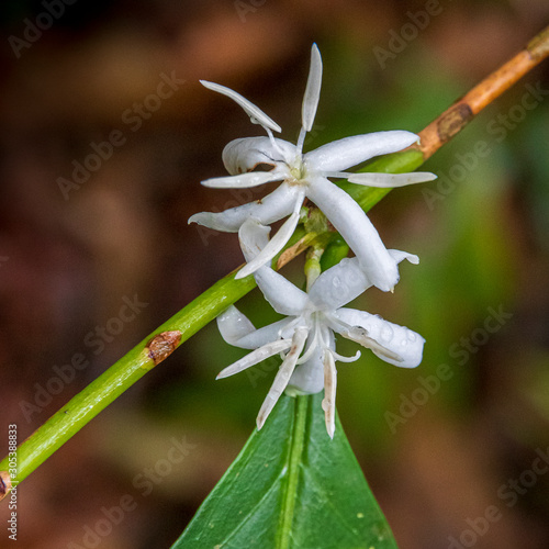 Tropical flower at Amboro national parc, Bolivia. photo