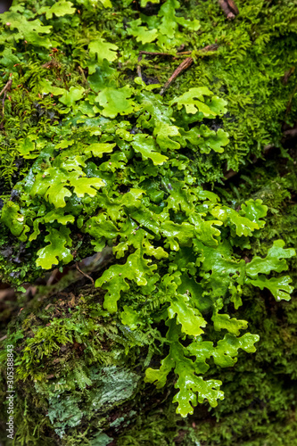 Ferns in forest at Amboro park, Bolivia.