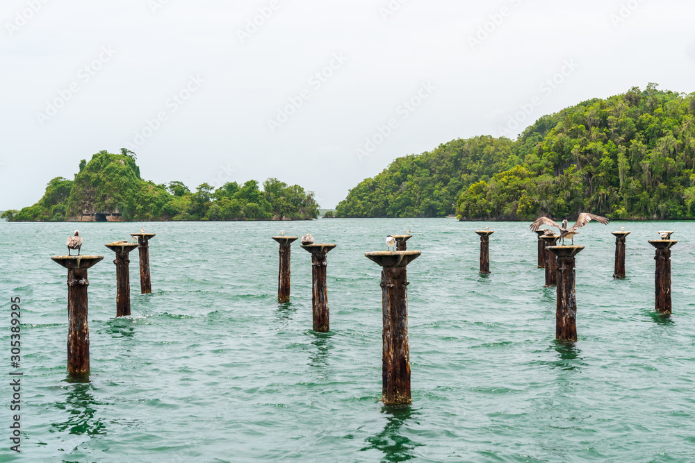 Los Haitises frigates and pelicans nest Los Haitises frigates and pelicans nest