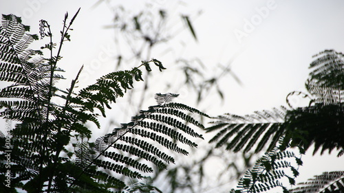 Abstract tree leaves in motion. White and black leaves in retro style moving in summer wind on tropical beach, ideal for travel blog, design template, magazines. photo