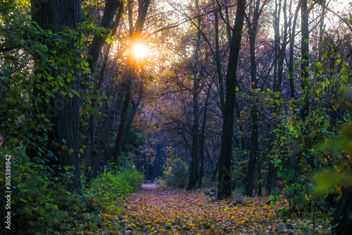 Fototapeta Naklejka Na Ścianę i Meble -  autumn forest with road