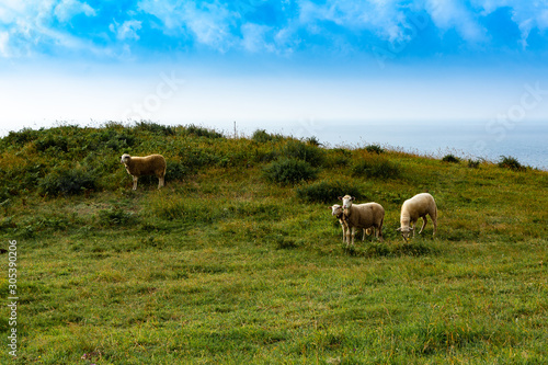Sheeps in a meadow green