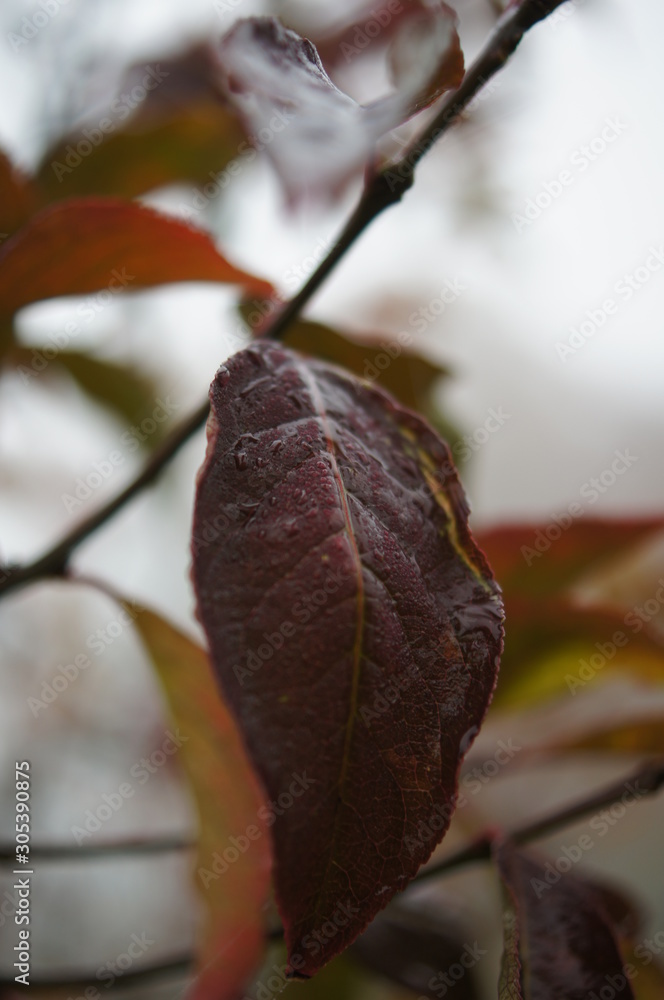 a red brown leaf