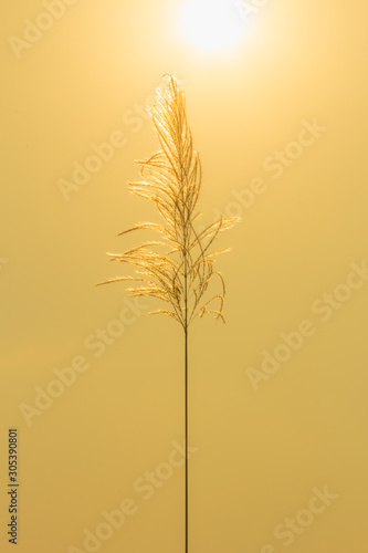 The grass flower in nature abstract background  the sun and flower in nature