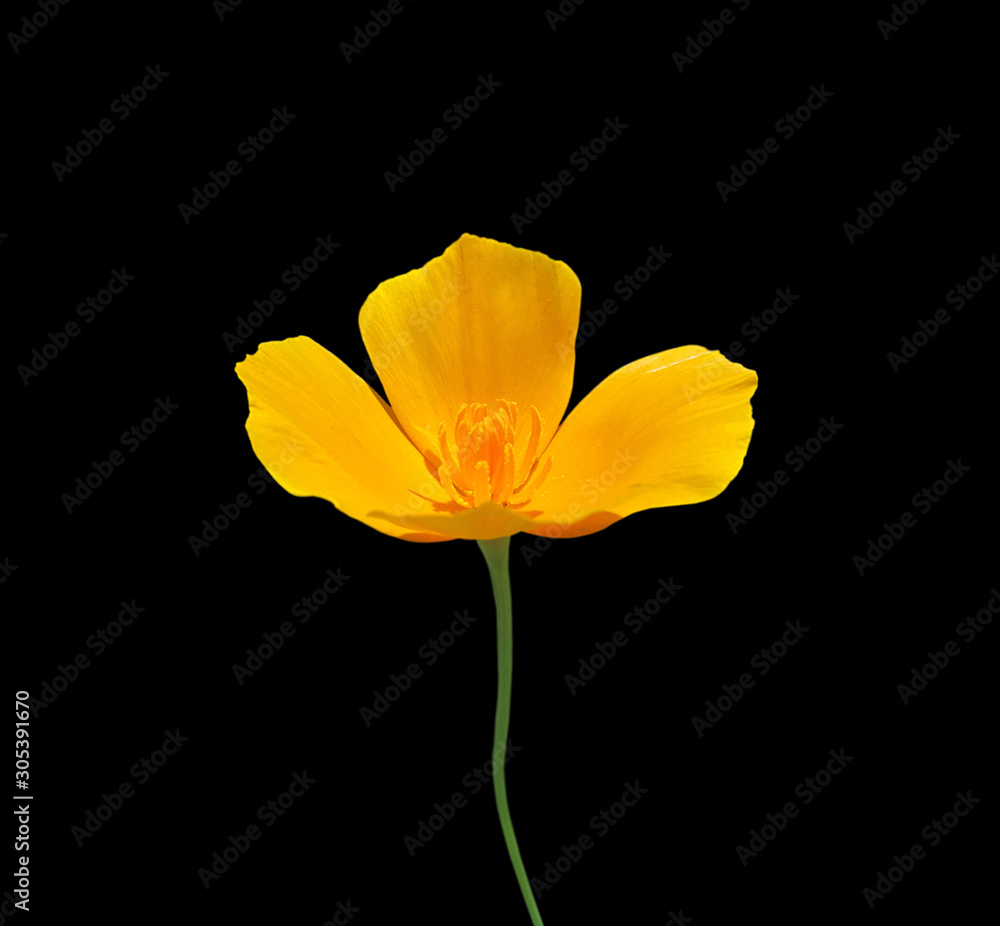 Beautiful yellow flower isolated on a black background Beautiful yellow flower isolated on a black background