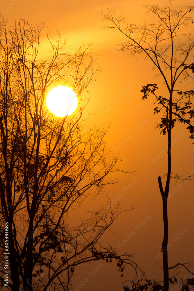 the tree twig on sunset, the sunset abstract background the tree twig on sunset, the sunset abstract background