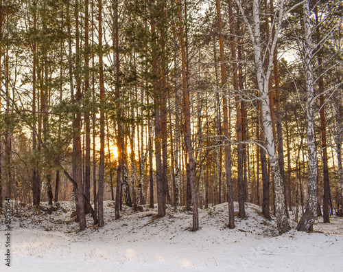 Beautiful winter landscape in the forest. Golden sunset in the winter forest. Bright sun at sunset or in the morning. Christmas and New Year theme.