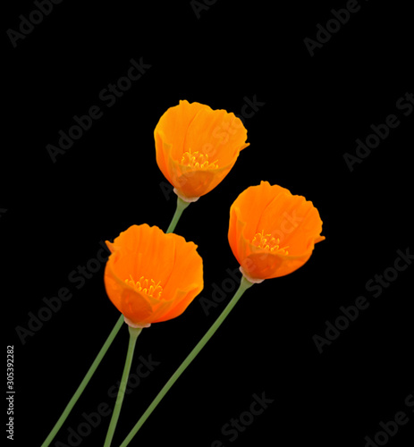 Three orange flowers isolated on a black background