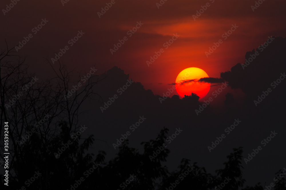 Obraz premium the tree twig on sunset, the sunset abstract background