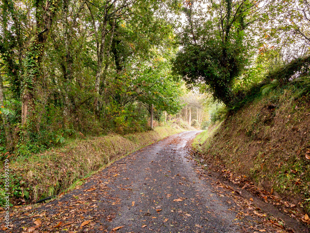 Countryside wet road in autumn. Forest in Spain Countryside wet road in autumn. Forest in Spain