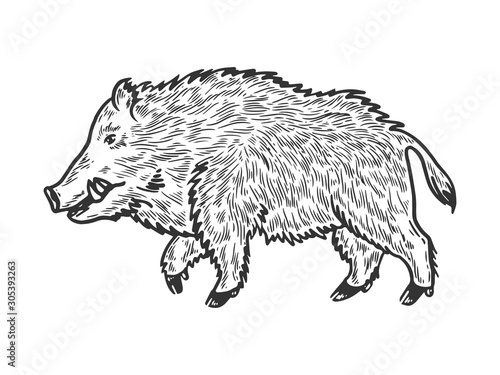 Wild boar sketch engraving vector illustration. T-shirt apparel print design. Scratch board style imitation. Black and white hand drawn image.