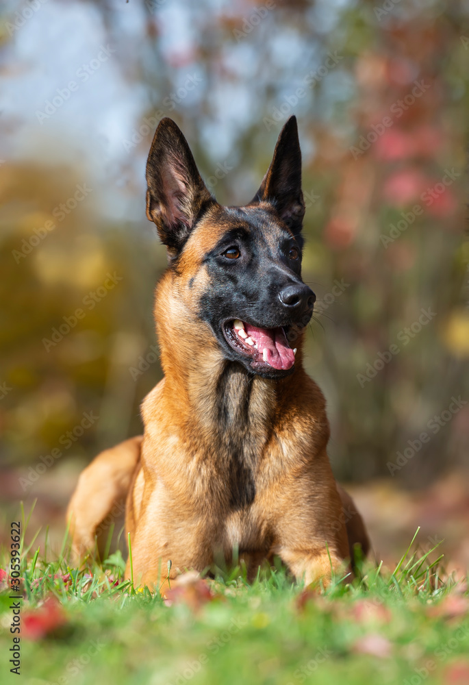Young belgian malinois shepherd in the autumn park Young belgian malinois shepherd in the autumn park