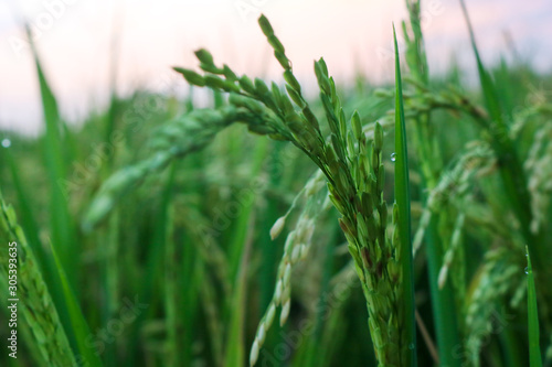 grass with water drops of dew
