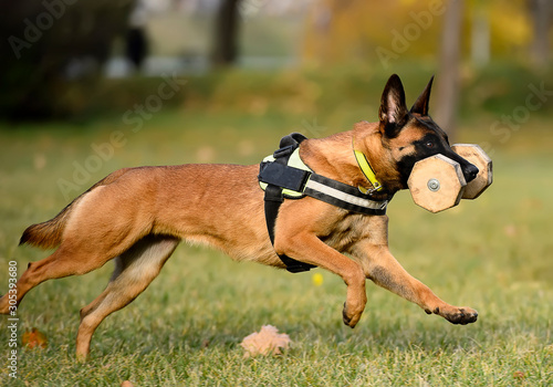 Malinois dog running with dumbbell photo