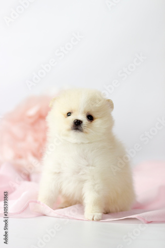 Wallpaper Mural Beautiful Pomeranian spitz puppy on a white and pink background Torontodigital.ca
