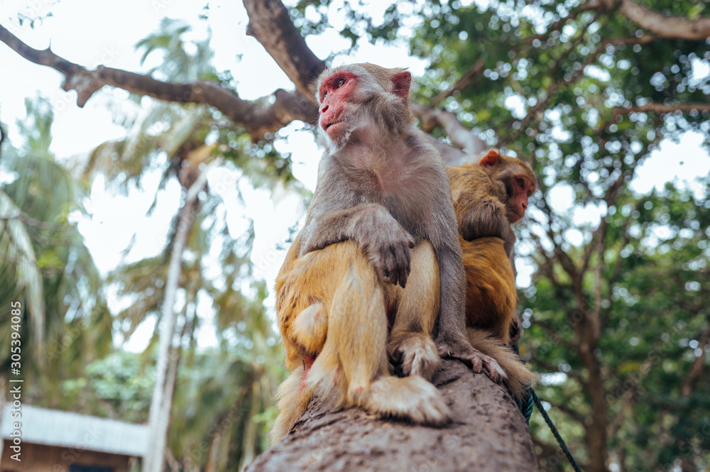 Fototapeta premium Two adult red face monkeys Rhesus macaque in tropical nature park of Hainan, China. Cheeky monkey in the natural forest area. Wildlife scene with danger animal. Macaca mulatta.