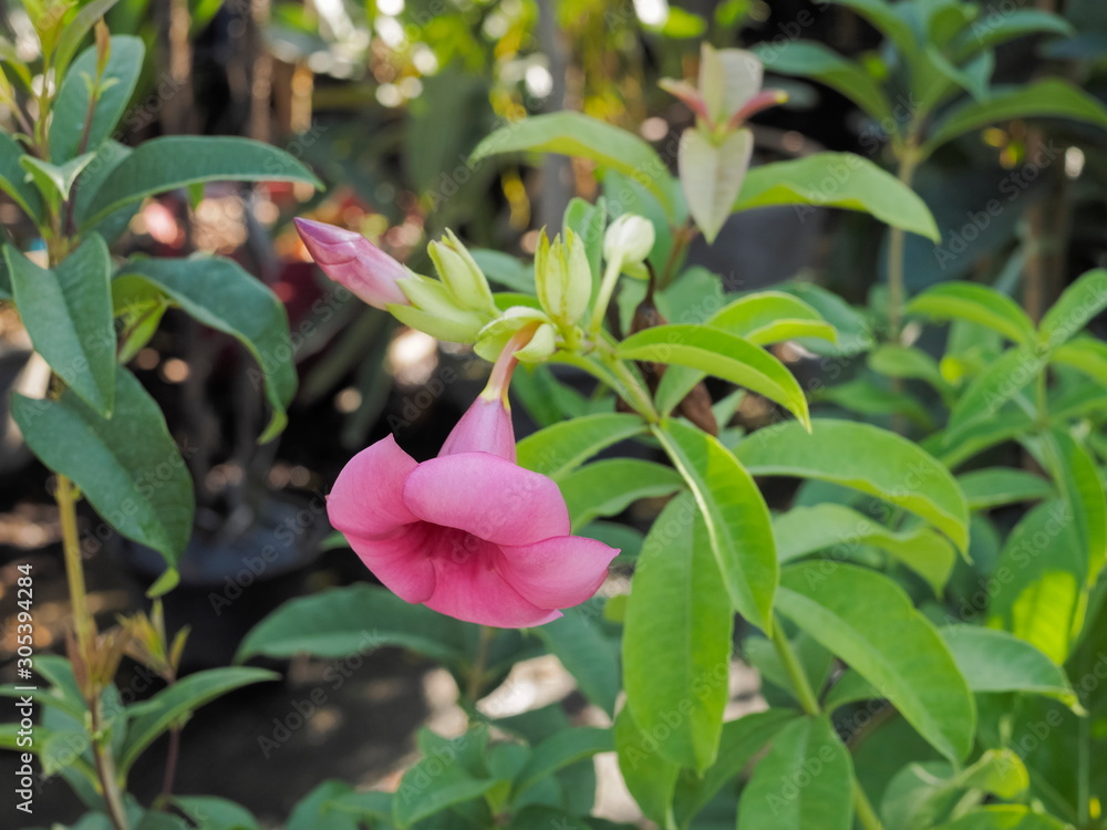 Beautiful Confederate rose (Hibiscus mutabilis) blossom on branch with green leaves nature blurred background. Beautiful Confederate rose (Hibiscus mutabilis) blossom on branch with green leaves nature blurred background.