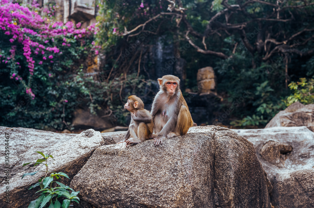 Obraz premium A portrait of the Rhesus macaque mother monkey with her cute baby child in tropical nature forest park of Hainan, China. Wildlife scene with danger animal. Macaca mulatta.