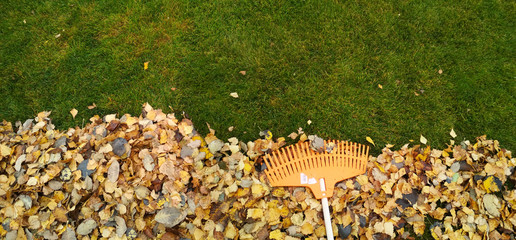 Pile of fall leaves with fan rake on lawn