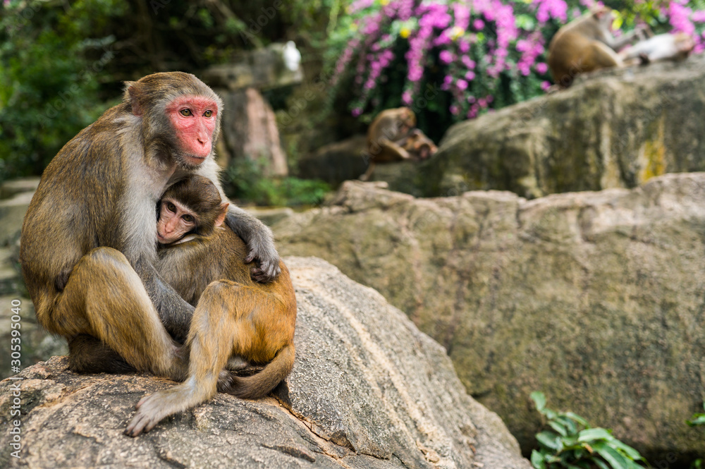 A portrait of the Rhesus macaque mother monkey feeding and protects her cute baby child in tropical nature forest park of Hainan, China. Wildlife scene with danger animal. Macaca mulatta. A portrait of the Rhesus macaque mother monkey feeding and protects her cute baby child in tropical nature forest park of Hainan, China. Wildlife scene with danger animal. Macaca mulatta.