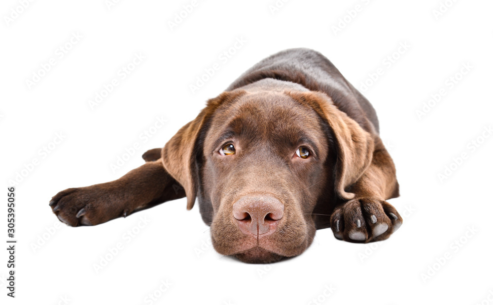 Sad labrador puppy lying isolated on a white background