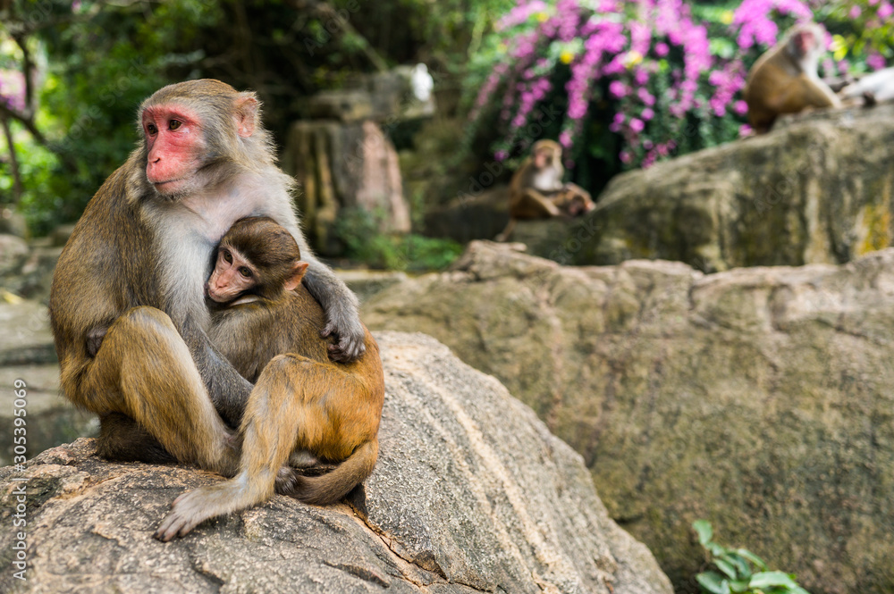 A portrait of the Rhesus macaque mother monkey feeding and protects her cute baby child in tropical nature forest park of Hainan, China. Wildlife scene with danger animal. Macaca mulatta.