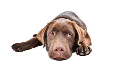 Sad labrador puppy lying isolated on a white background