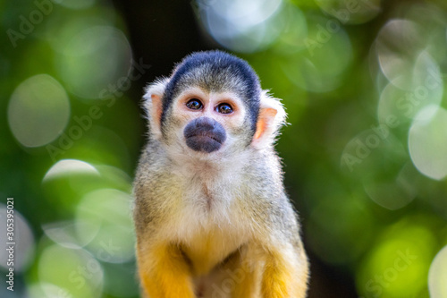 Photography Cute Squirrel Monkey in Japan