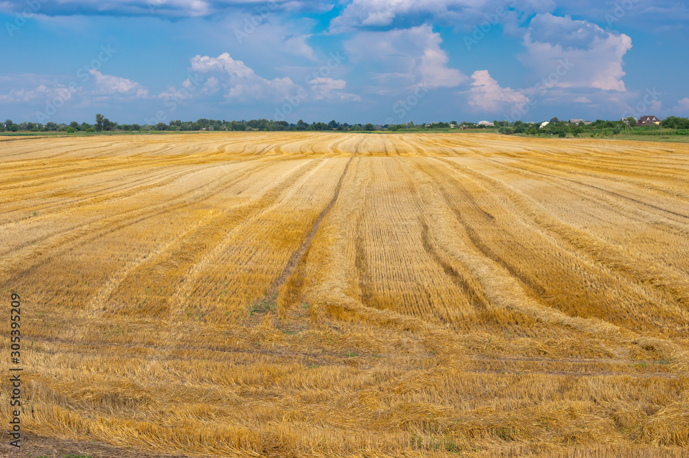 Agricultural landscape with harvested wheat field and combine harvester traces at summer season in Ukraine