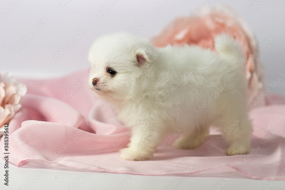 Obraz premium Beautiful Pomeranian spitz puppy on a white and pink background