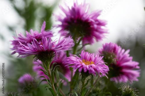 Autumn aster with raindrops on the flowers