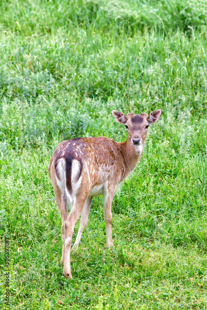 A young deer looks at the camera in spring, in Karlovo, Bulgaria A young deer looks at the camera in spring, in Karlovo, Bulgaria