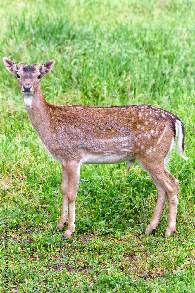 A young deer looks at the camera in spring, in Karlovo, Bulgaria A young deer looks at the camera in spring, in Karlovo, Bulgaria