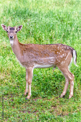 A young deer looks at the camera in spring, in Karlovo, Bulgaria