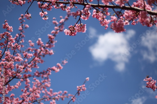 河津桜