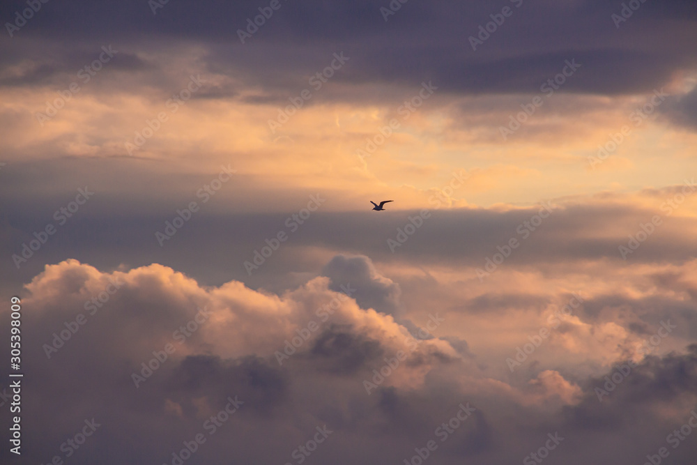 dove flying high in the cloudy morning sky at dawn dove flying high in the cloudy morning sky at dawn