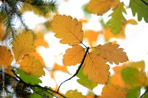 yellow leaves in autumn garden