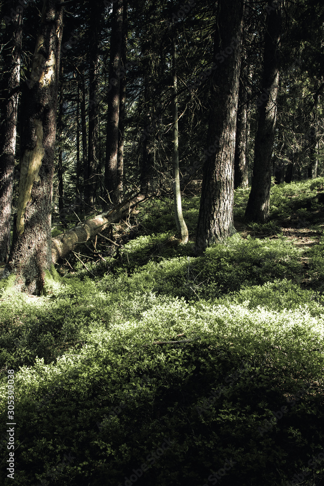 Obraz premium forest exploring