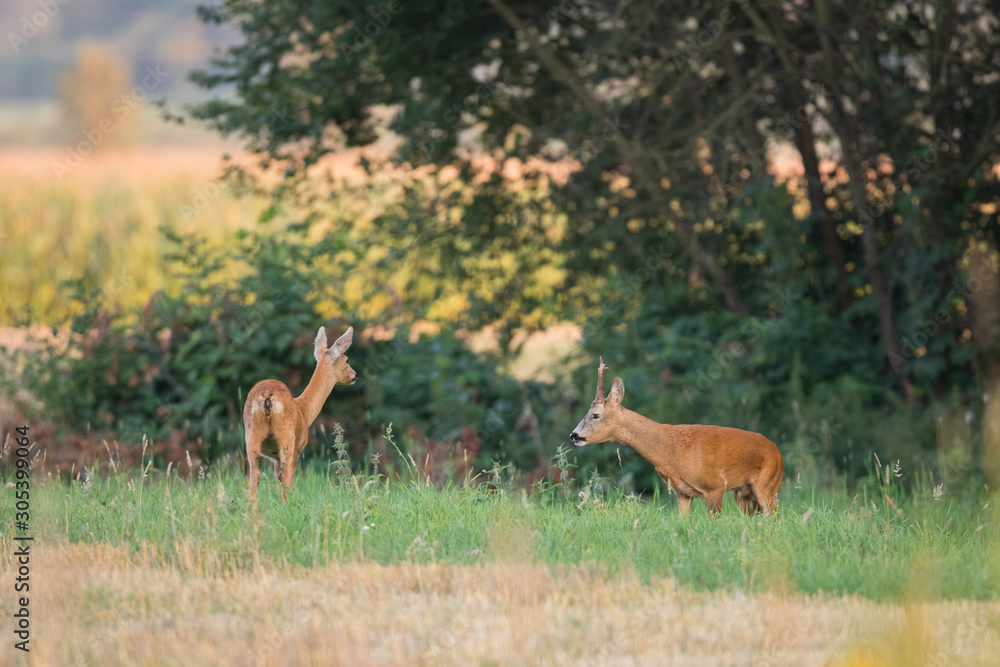Roebuck - buck (Capreolus capreolus) Roe deer - goat Roebuck - buck (Capreolus capreolus) Roe deer - goat