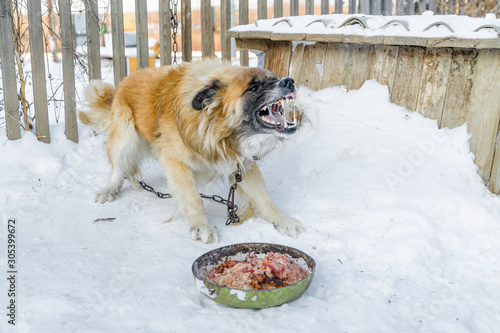 angry furious big fair haired dog showing, bearing its teeth with saliva and defending its food near a doghouse on the snow in winter