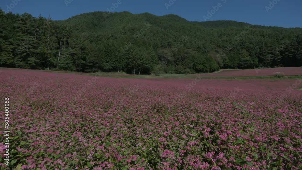 赤そば 赤そば