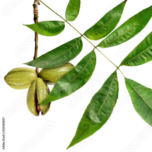 Wallpaper Mural Pecan fruits on a branch. Isolated on a white background  Torontodigital.ca