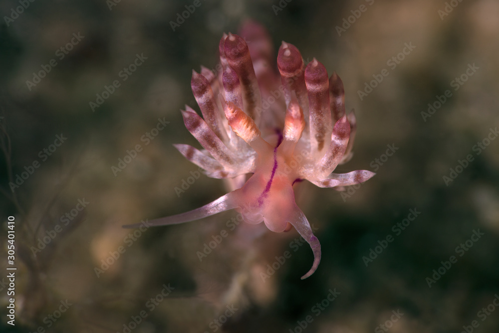 Naklejka premium Nudibranch Flabellina rubrolineata. in Lembeh, Indonesia