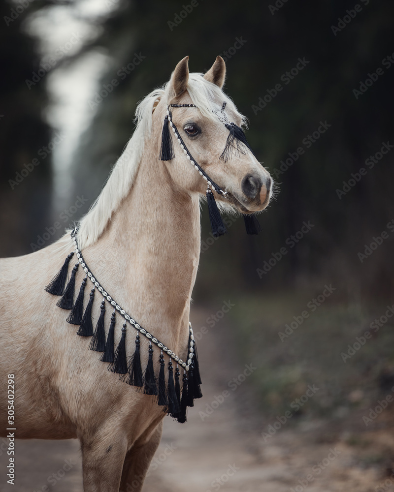 Obraz premium close portrait of beautiful welsh pony with black and white bridle in forest background in autumn