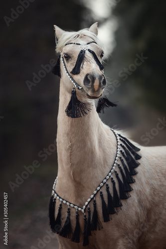 Fotografie beautiful welsh pony with black and white bridle in forest in autumn