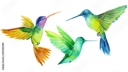 watercolor illustration, set beautiful tropical bird, hummingbirds in isolated white background