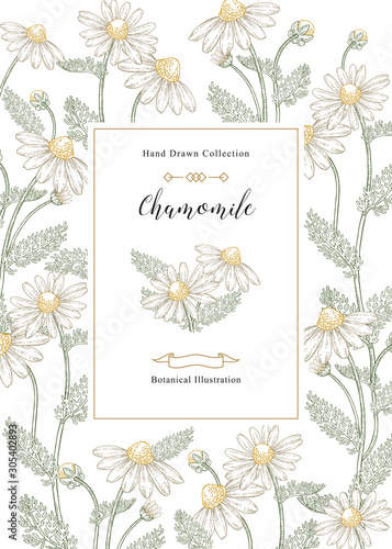 Chamomile flowers and leaves background. Medical herbs collection. Vector illustration vintage.